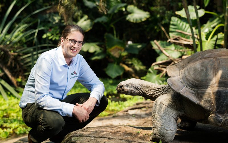 Foto Schildkröte Foto Schildkröte